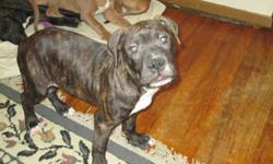 In Taylor, Michigan
Ecorse and Telegraph Rd.
We have 3 Pit Bull Pups
2 Male Black Brindle
1 Female Med. Brown
Mother is a Red Nose, Father is a Blue Brindle
$150 Re-homing&nbsp; fee.
Need good loving homes for these pups, they are 4 mos.old. Have been
