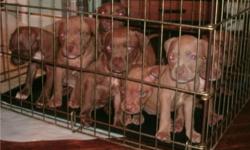 5 wk old Rednose pups (10) born May 29. Will be ready to go to a loving home July 24! All dogs and pups are born and raised with children. Also good with other pets. All pups will go home papered, with their 1st set of shots, dewclaws removed, and