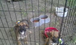pit bull puppies females Just trying to get ruined of them 20.00 a piece and other stuff to
&nbsp;
&nbsp;
&nbsp;
&nbsp;
7316085148