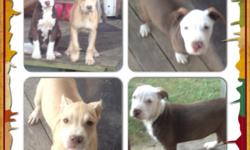 15 week pit pups Eli/jeep mix healthy, wormed, shots given playful 1 male 1 female