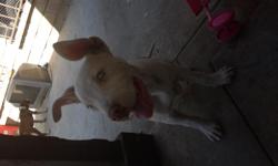 Red nose pit bull one male n one female left hurry won't last -- Elias