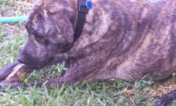 Zoe is a 14 month, 75 lbs, brindle color, female pitbull/lab mix. She is a wonderful, sweet and skittish dog with a wonderful disposition. I've had her since she was 4 mths old and she came from an abusive background. She is good with people, other big