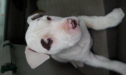 Female pitbull pup 3 months old potty and crate trained knows sit, down , rollover etc I've spent a lot of money on her I give her pro plan premium puppy food so I'm asking for a small rehoming fee of 175.00 obo to recover sime of the money I've spent and