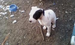 Im selling a pitbull puppies, shes 10 weeks old,
first shot and dewarmed.
(909) 693-0561