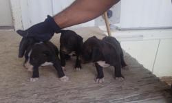 We have 4 (1 male, 3 female) puppies
Red/blue nose mix
8 weeks old
Asking $200
Only 4 left going fast