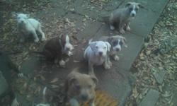PITBULL Puppies 4 SALE!!! These are pure bred pits of TRUE BLUE and "Gator Mouth" bloodline. The puppies have maintained a healthy enhanced protein diet since birth. Contact 318-632-0023