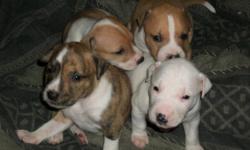 5 week old pit bull puppies need to find new loving homes...
4 females and 1 male left
asking $100
feel free to call or text me at 602-465-6282 anytime
for any questions you may have or to come and see them...
very happy and healthy puppies that are
fully