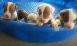 PITBULL PUPPIES MAKES 6WKS ON SEPTEMBER 2ND WILL BE READY TO GO WITH SHOTS $150.00 MALES- $175.00 FEMALES. MOTHER IS BOUDREAUX BLOODLINE&nbsp; WELL TAMED. SERIOUS INQUIRES ONLY. CALL --