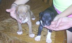 Eight 5 week old pitbull puppies for sale.. Call or text 208-200-5771 or 208-200-6048.