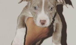 Now 9 weeks Old The Fine$t Pitbull Puppies
you will ever see. Mother is "Dilemma", She's a Blue Fawn Pure Breed. Father is "Vicious" He's a Red Red Nose. Pure Breed both AKC REGISTERED. Screening will be Required.
Dilemmas first litter of ?#?pitbull?
