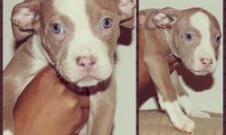 Now 12 weeks Old The Fine$t Pitbull Puppies&nbsp;
you will ever see. Mother is "Dilemma", She's a Blue Fawn Pure Breed. Father is "Vicious" He's a Red Red Nose. Pure Breed both AKC REGISTERED. Screening will be Required.
Dilemmas first litter of