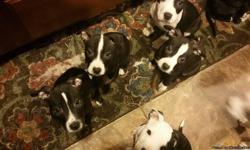 Adorable 5 month old pitbull puppies, house broken and crate trained; along with 1st shots and paperwork. They have great temperaments and get along&nbsp;well with other&nbsp;dogs&nbsp;and people.&nbsp;Only males left.&nbsp;All looking for wonderful