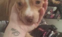 Pit Bull Puppies For Sale!! I have 3 BEAUTIFUL Pure Bred Pit Bull Puppies for sale. They were born 11-16-2013. They are really good puppies and I would love to just keep them all to myself but unfortunately I can't afford to right now because i'm a single
