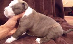 I only have two males left that are availble and they will be ready to go at 8 weeks old.