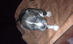 Gray/white tiger stripe female pitbull puppy 5 weeks old must go ASAP 150 or best offer call Sheri 702-480-2766