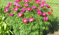 May 7, 2011 8AM-2PM PERENNIALS ONLY
422 SE Trilein Dr - Ankeny (Corner of SE Trilein Dr and SE Peterson Dr.)
This is our yearly one-day perennial sale. We have Purple Cone, Black-Eyed Susan, Hostas, Geum (Prairie Smoke), Iris (many kinds), Coral Bell