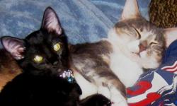 My husband is an Air Force pilot, and we recently found out that we will be moving overseas very soon. We were devastated to find out that we will not be able to take our two wonderful cats with us. For several years, they have been like family members to
