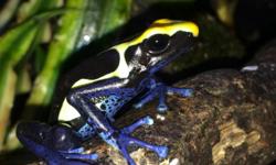 Local Breeder Specializing in Captive Breeding Of Assorted Dart Frog Species. I Also have Various Food Supplies available such as Fruit Flies, Springtails and Rice Flour Beetles. I can also provide dry food media (cultures) so you can produce your own