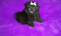 Beautiful Pomeranian/ Shih-Tzu hybrid puppies available.&nbsp;
2 black females, 2 males.&nbsp;
Born 06/24/14. &nbsp;
3 months old.
1st vaccine and all wormings completed.&nbsp;
1 year Health Guarantee.&nbsp;
Raised in my home, playful and sweet