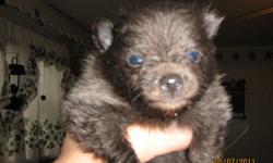 i have ckc pomeranian 2 blue 1 black all males mother is choclate 5lbs father is a dark blue he is 3.5 lbs pups are ready to rehome you can contact phyllis at 740-345-2410 born on 4-11-2011