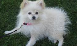 i have&nbsp; a female purebreed pomeranian for sale. she is 4 months old and was born on 2/17/13.her name is lilly. lilly is up to date on all of her shots.her fur is white with light blond.&nbsp;lilly is just a sweetheart. the reason i am selling her is