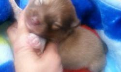 this sweet guy will be ready 1/31/14. He had teddy bear face, nice coat, green eyes chat to be 5 lbs. puppy comes with akc papers, de worm, vet health papers,&nbsp; shots, food. we ship. for more info or piz&nbsp;email or call.