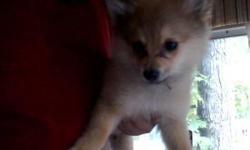 male pomeranian puppy. FULL BLOODED! 4monthsold fully housebrooken.
Updated on her puppy shots. No papers. Great with kids cats and other dogs.
asking$150. firm CALL ONLY!
Casscity mi
Pick up only.