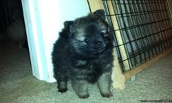 Gorgeous new Pom puppies born Jan 22nd ready for homes Mar 25th.&nbsp; Purebred and parents on site.&nbsp; Raised as family members. Last litter. $100 holds&nbsp; your pup, with $400 due at delivery.&nbsp; Both Sable color. One Male and One Female. Come