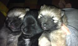 We had 3 pom puppies on nov 7th 2 boys and a girl they will have a puppy well check and their first shots this week .. They will be ready to go by christmas or the first week of January .. Both parents are on site, neither one of them are papered. If you