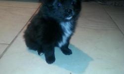 My darling, personality-plus, pure bred pomeranian puppies are&nbsp;ready for their forever homes on May 1. &nbsp;I have a white male and black female with white markings on her chest and paw tips.&nbsp;They have been socialized with children and their