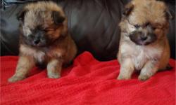 2 male pomeranian/poodle..bearface and flufy..weigh full grown 5 to 8 lbs..parents on site. text or call&nbsp; (406) 730-7495