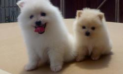 2 MALE POMERANIANS ONE ALL WHITE AND ONE CARAMEL IF INTERESTED PLEASE TEXT ME&nbsp;