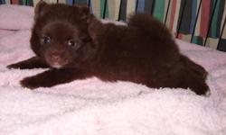 Cute pom puppy's looking for that loving home.will be small -parents on site-Reg./Papers Baby face poms 817-801-7120
