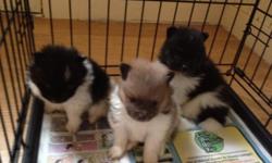 Pomeranian Puppies!! &nbsp;Born August 29th,2012 - 61/2 weeks old.
&nbsp;