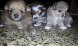 Pomeranian puppies 2 male 1 female $400 call 501-690-5749&nbsp; or email me at sharon5671653 at yahoo Conway Arkansas