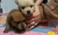 Adorable Pomeranian Puppies for sale, $500 each. They are 6 weeks old. They are AKC registered. They have been wormed and have had shots. There are cream/white colored males & females, and red/orange colored males & females. Looking for a wonderful home