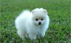 Cute male and female pomeranian puppies for sale. There are vaccinated, microchipped and dewormed several times with Panacur. They are 12 weeks old. If you are interested in adopting this puppies please text (435) 709-5621