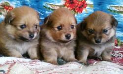 The boys are to the left and the girl at the extreme right in the photo.
There are 3 very cute and adorable&nbsp;7/8 Pomeranian&nbsp;&&nbsp;1/8 Papillion "puff ball" puppies for sale.&nbsp; All three are so very cute!!! The puppies have just made 8 weeks