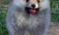 This Pomeranian Puppy was born January 17th. Mom and Dad are on site to show. She has had all of her puppy shots. She is a tiny red sable female. She is very playful and love interacting with other small dogs and cats. She is well on her way to being