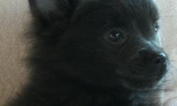 Pomeranian puppies, born Sept 9, 2013,,wormed and vac,,registered
Healthy, playful and intelligent
Good homes please
Males ,,Blue,,Sable,,Sable and White party
Female,,Black and White party
