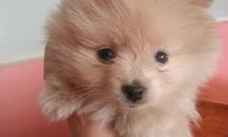 Pomeranian puppy, 2 months old, male, color beige. No papers. First shot and dewormed. He will come with everything he needs- bed, food bowl, leash, treats, collar, toys, training pads, food. Please text me for more information at --.