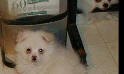 Pomeranian puppy AKC all white male born 8-15-2010, vet checked, current shots,socilized and ready for loving home ph. 616-527-3971