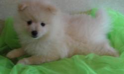 Pomeranian Puppy male cream reduced to $200 to good home he is healthy playful,lovable just so cute! He is registered with health guarantee and has has current shots, and care. we also have black females for 250 please call (318) 707-2693 text or email
