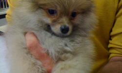 1 Male Pomeranian born on 9-8-10. UTD on all shots and comes with a health warranty.
CHECKS AND CREDIT CARDS ACCEPTED!
For More Info
Call: 414-418-6073