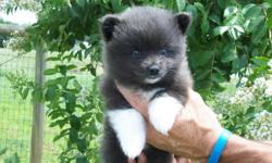 CKC Pomeranian puppies. Rare Blue color. male and female. Parents on site. 6 weeks old, first shots and dewormed. Health guarantee.