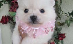 AKC Gorgeous WHITE baby doll face pomeranian puppies!! Puppies are 9 weeks old,! Quality white bred pomeranians for 12 years with top champion bloodlines. Docile temperments, beauty, quality and health. 2 white females and a male available. Father and