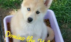 We have 6 Pomsky puppies for sale, 3 males & 3 females.
*** Price is NEGOTIABLE ***
Mommy is a Siberian Husky
Daddy is Pomeranian
Contact Info:
Lori
408-310-0101
gmbandalan@yahoo.com