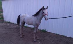 THIS LITTLE 6 MONTH OLD STUD COLT IS VERY GENTLE AND HANDLES WELL. HAS A VERY UNUSUAL COLOR, IS DARK GRAY WITH A BLACK MANE AND TAIL & BLACK HIP BLANKET. HAS A VERY SMOOTH TROT AND CAN RUN. WILL MAKE SOME KID A GREAT PLEASURE OR COMPETITION PONY. WILL