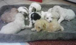 WHITE, APRICOT, AND 2 COLORS, PARTIES, &nbsp;MALES AND FEMALES. &nbsp; -. &nbsp;READY FOR XMAS &nbsp;WILL BE 8 WEEKS