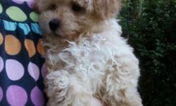 Beautiful, sweet male poodle puppy. First shots and worming. CKC registered. 8 weeks old. Should mature to around 6 or 7 pounds. Please call for more info. 803-222-2131.
Please no emails, I am placing this ad for some else.